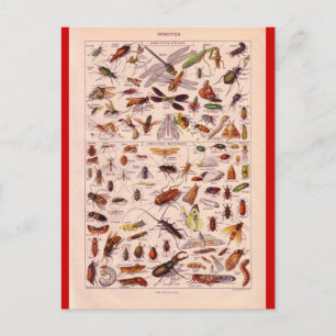 Carte Postale Encyclopédie française 1920, Insectes