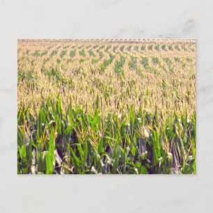 Carte Postale Endless Rows of Corn Postcard