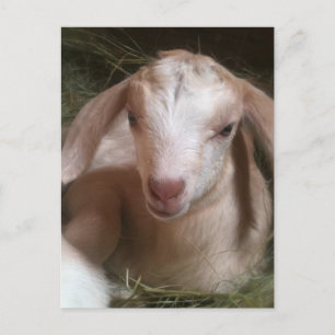 Carte postale enfant chèvre doré nouveau-né