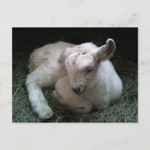 Cadeaux Chevre Alpine Zazzle Fr