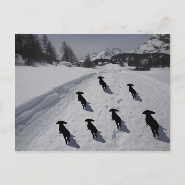 Carte Postale Engadine Dachshund March (Devant)