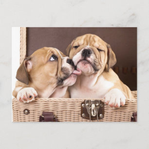 Carte Postale English Bulldog Puppy Dog Postcard