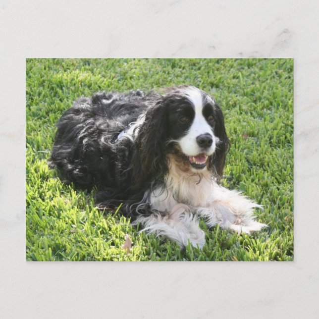 Carte Postale English Springer Spaniel -- Postcard (Devant)