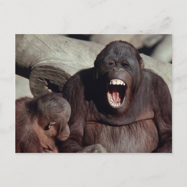 Carte Postale Ensemble faunique - Primates 1 (Devant)
