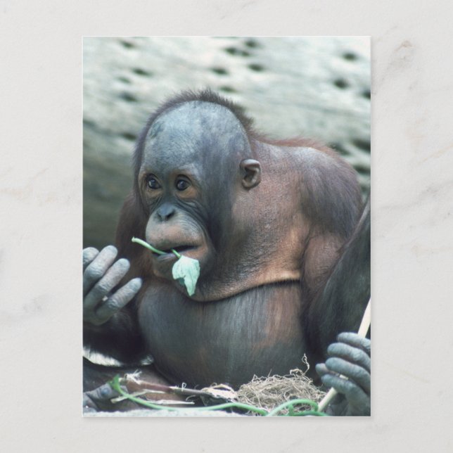 Carte Postale Ensemble faunique - Primates 4 (Devant)