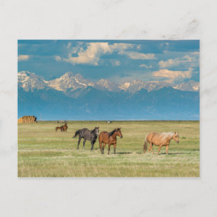 Carte Postale Entendu de chevaux à Hayfield