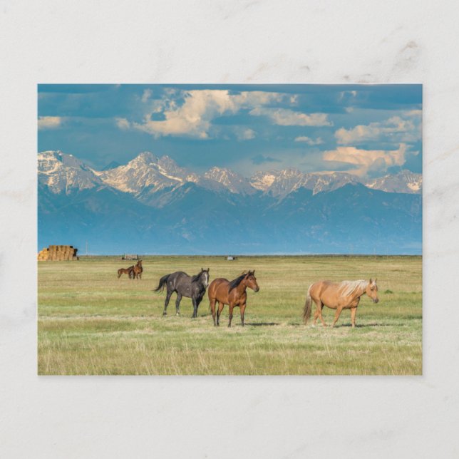 Carte Postale Entendu parler de chevaux dans le champ de foin (Devant)