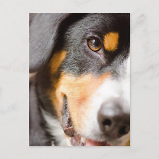 Carte Postale Entlebucher _I've got My Eyes on You! Post Cards