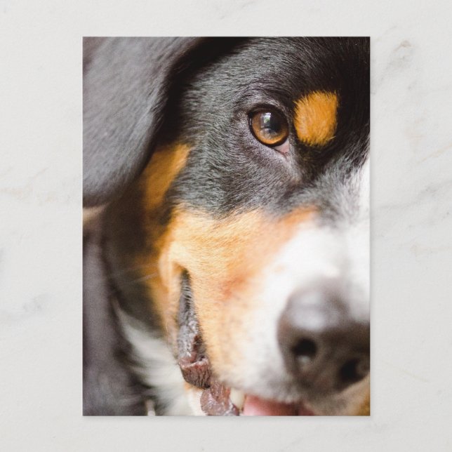 Carte Postale Entlebucher _I've got My Eyes on You! Post Cards (Devant)