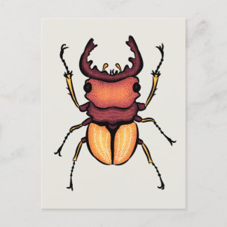 Carte Postale Entomologie du scarabée