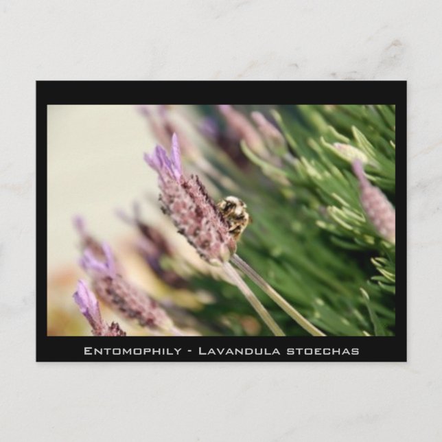 Carte Postale Entomophie - Lavandula stéechas (Devant)