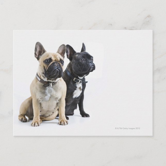 Carte Postale Entraînement et obéissance des chiens (Devant)