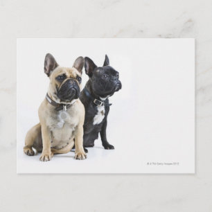 Carte Postale Entraînement et obéissance des chiens