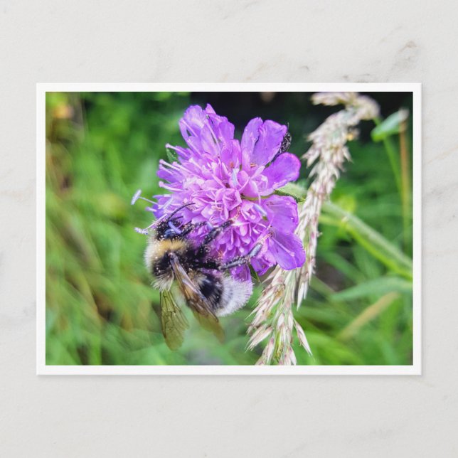 Carte Postale Entre Fleurs et Brummen (Devant)