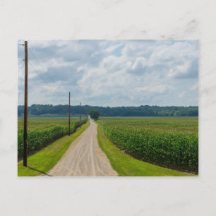 Carte Postale Entre les champs de maïs