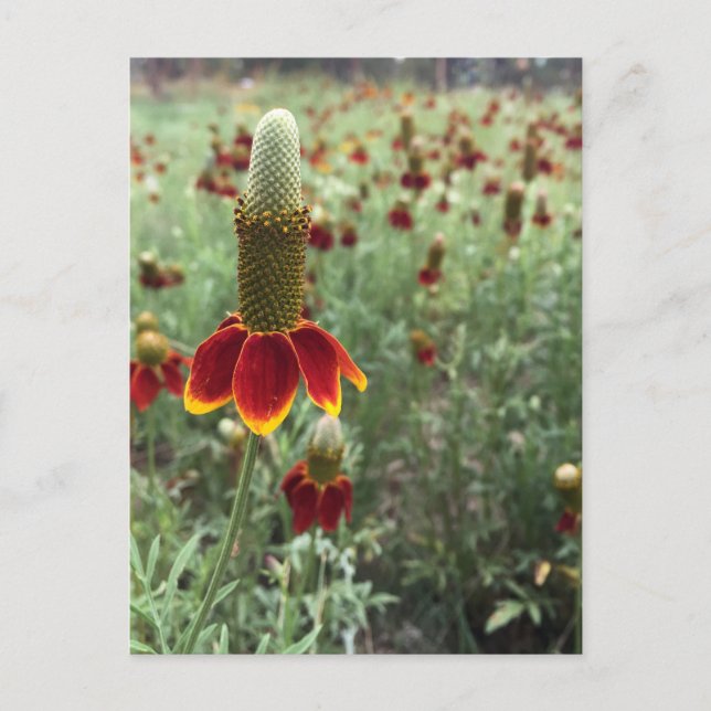 Carte Postale Envoyez une photo de Ratibida columnifera 📷 (Devant)