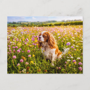 Carte Postale Épagneul reniflant une fleur dans une prairie d'ét