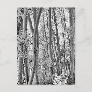 Carte Postale Épais