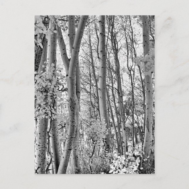 Carte Postale Épais (Devant)