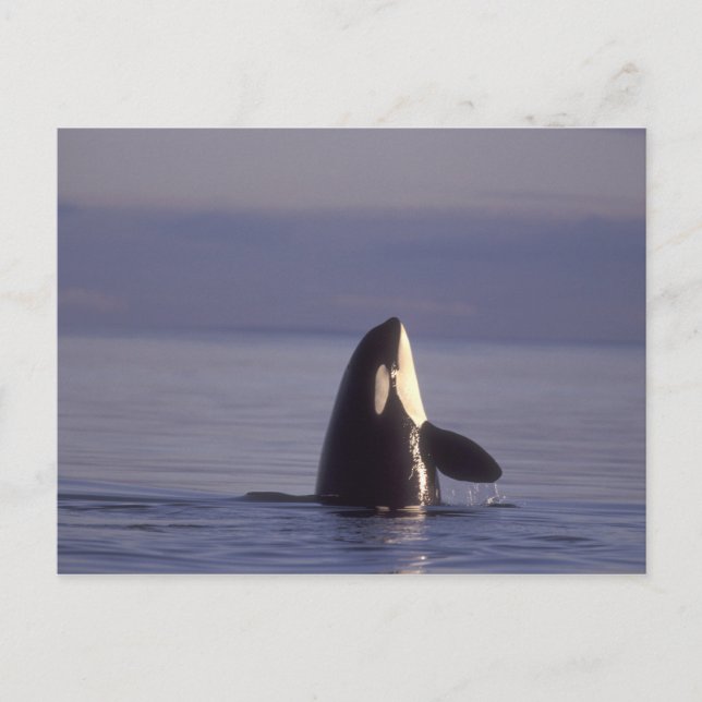 Carte Postale Épaulard (Orque orcinus) en spyhopping près de (Devant)