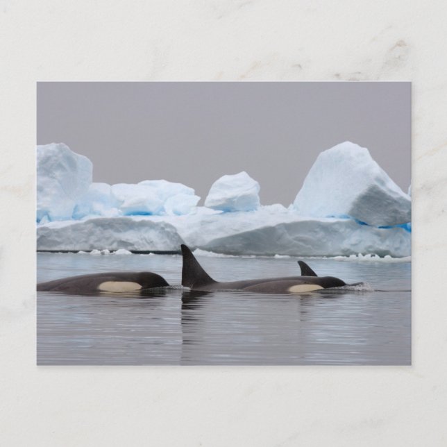 Carte Postale épaulards (orques), Orcinus orca, groupe (Devant)