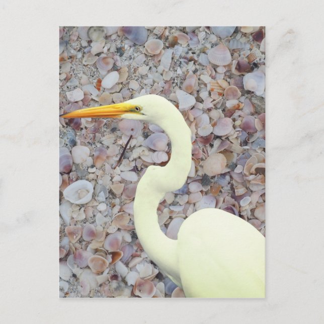 Carte Postale Épée blanche (Devant)