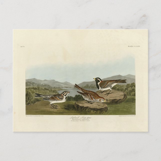 Carte Postale Éperon long de la Laponie, d'Audubon's Birds of Am (Devant)