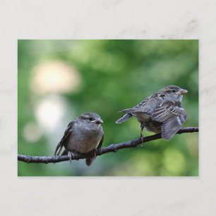 Carte Postale Épervier