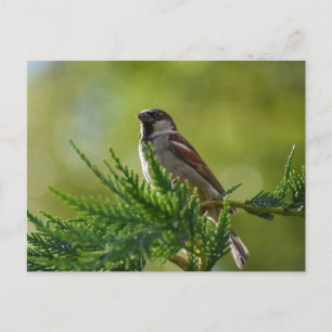 Carte Postale Épervier