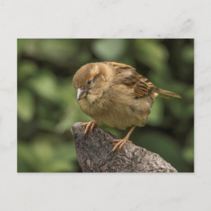 Carte Postale Épervier