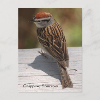 Carte Postale Épervier de croupe (A)