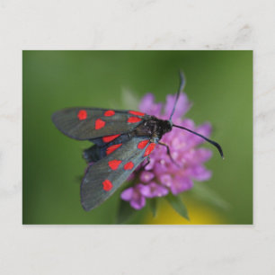 Carte Postale Ephalte de Zygaena