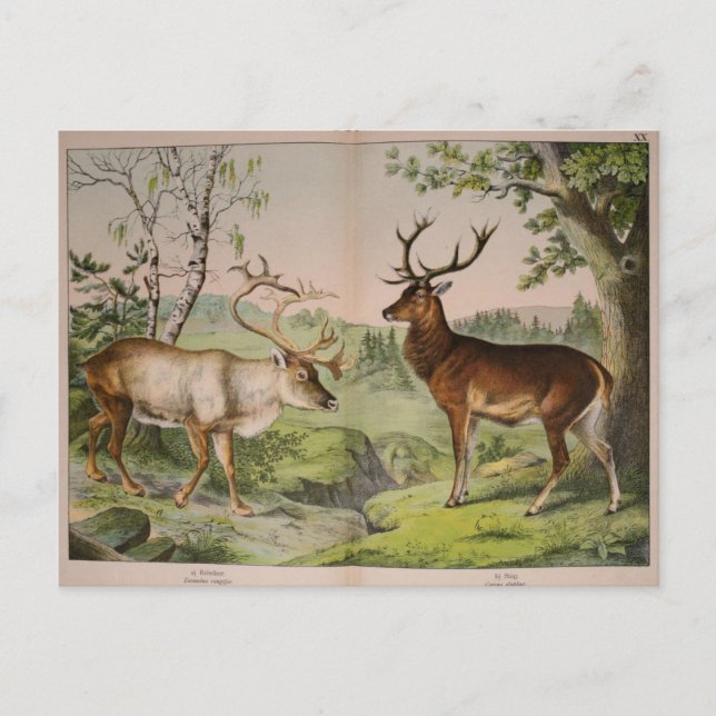 Carte Postale Ephémère de cerf vintage Découpage Art (Devant)
