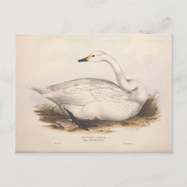 Carte Postale Ephémère de cygne blanc d'oiseaux Découpage Art Vi (Devant)