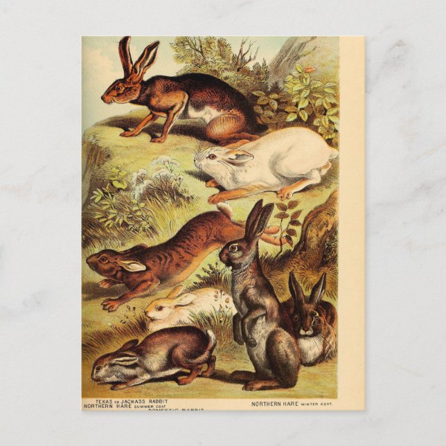 Carte Postale Ephémère lapin lièvre vintage Découpage Art (Devant)