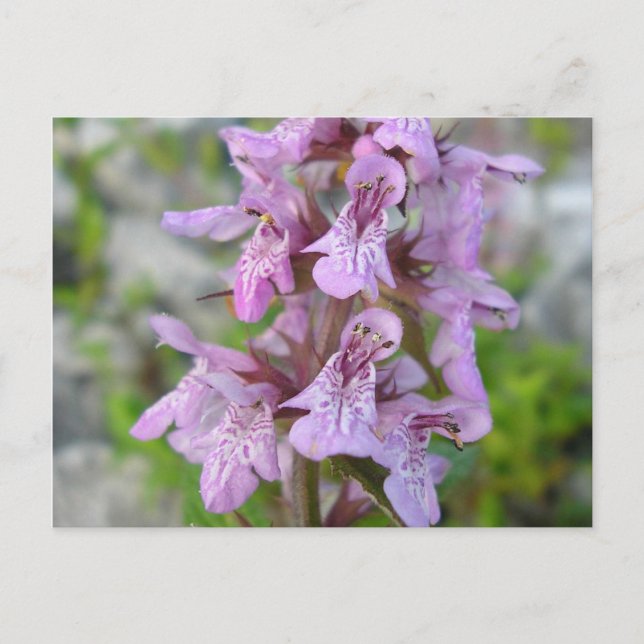 Carte Postale Épiaire des marais (2) (Devant)