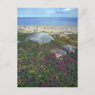 Carte Postale Épilobe à feuilles étroites, Baie d'Hudson, TNO, C