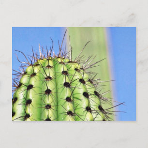 Carte Postale Épines de cactus verts