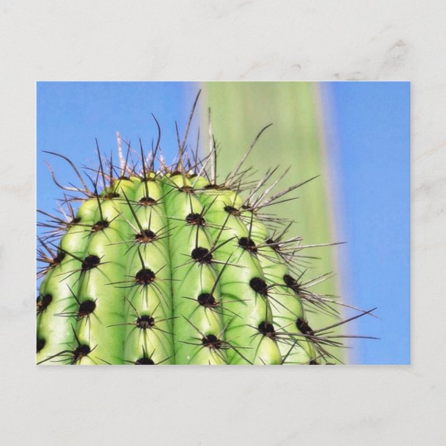 Carte Postale Épines de cactus verts (Devant)