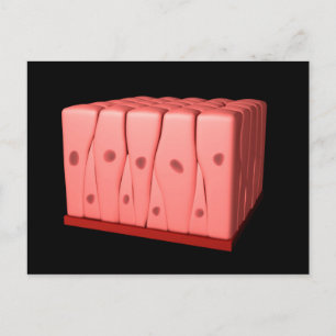 Carte Postale Épithélium Columnaire Pseudostratifié