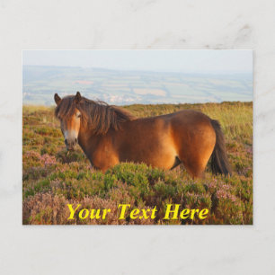 Carte Postale Eponey Exmoor, cheval, Somerset, Angleterre