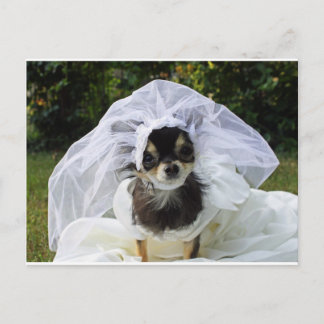 Carte Postale Épouse du mariage Chihuahua