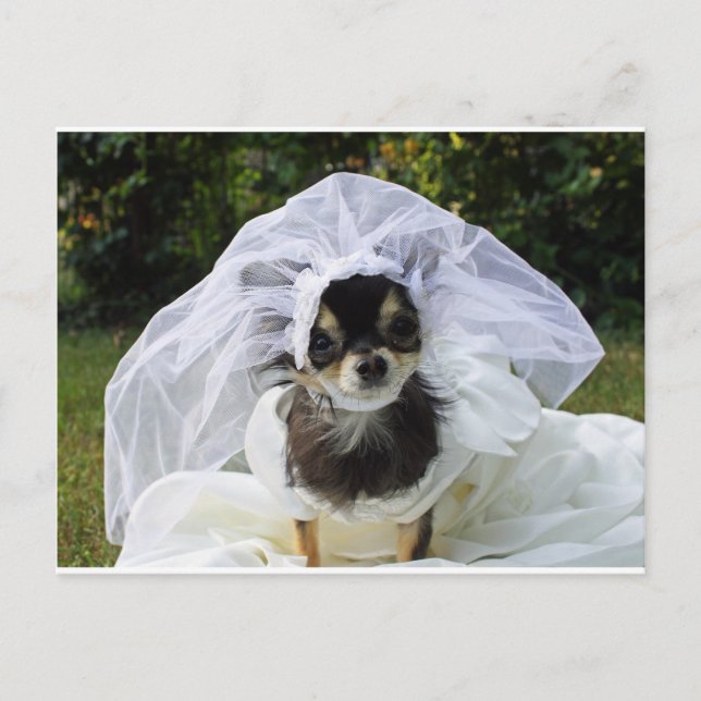 Carte Postale Épouse du mariage Chihuahua (Devant)