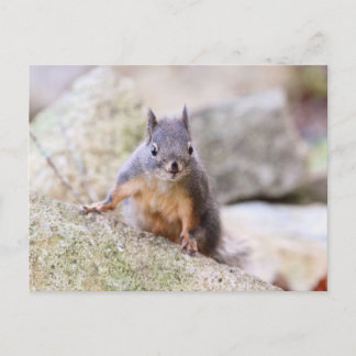 Carte Postale Épreuve d'écureuil mignonne