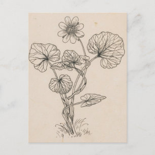 Carte Postale Épurge par Willem Wenckebach