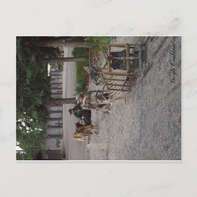 Carte Postale Équipe de chien de traîneau dans Denali, Alaska (Devant)