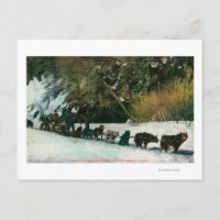 Équipe de chiens du Yukon - Transport de marchandi