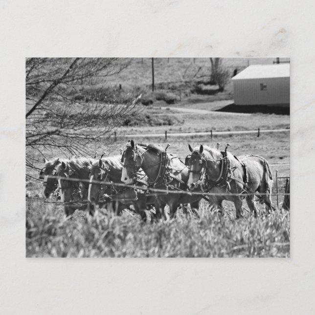 Carte Postale Équipe de projet Amish au travail (Devant)