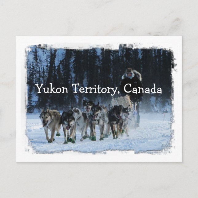 Carte Postale Équipe de traîneau à chiens du Yukon Territoire du (Devant)