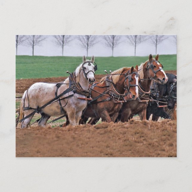 Carte Postale Équipe des chevaux(2)-Carte postale (Devant)